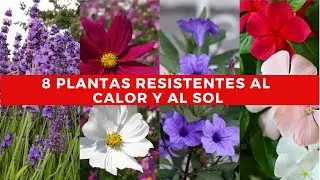 8 PLANTAS de exterior RESISTENTES al CALOR y SOL directo