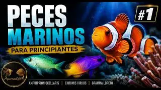 MUNDO MARINO #1 : Acuariofilia para Principiantes || AquariumLifeFR