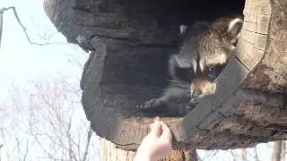 Милый енот