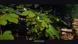 Unreal Engine 5 - Ultimate Farm Trees Asset Pack