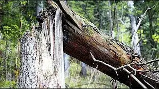 упало дерево на квадроцикл