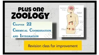 Chemical coordination and integration Plus one Zoology Improvement class