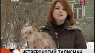 Московские драконы -- самая актуальная собачья порода