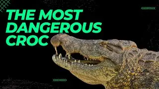 This Man-Eating Crocodile Hunted 300 People, And May Still Be Alive