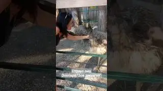 #зоопарк