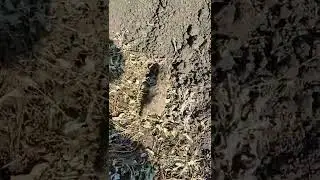 голые девушки и зайки