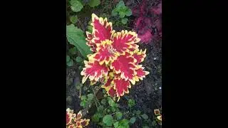 Колеусы...🤗🌿🍁🍂🍀Не все удалось,- побольше б времени и рук!..😃