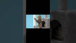 Luxury Cat Tree House Tower with Cabinet Solid Wood Cat Tree Posting Toy Multi-Level Kitten Cat