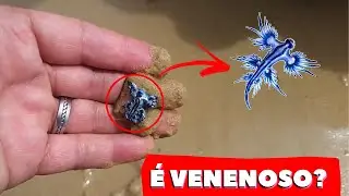 DRAGÃO AZUL ENCONTRADO NA BAHIA (Glaucus Atlanticus)