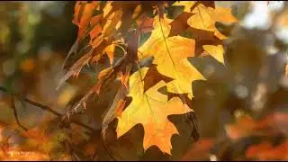 Free Vlog Music | Follow your Heart | Relaxing sound and sceneries of Autumn