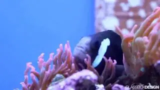Amphiprion mccullochi clownfish pair from Live Aquarium
