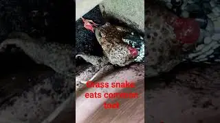 Ringelnatter frisst Kröte