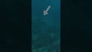 2 трофея на одном нырке, подводная охота 
