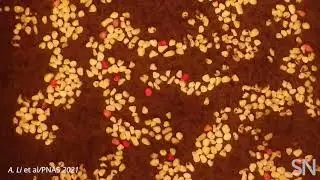Ice needles form patterns in a mini lab-made landscape | Science News