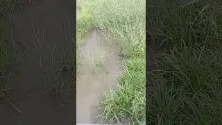 Утка и утята 