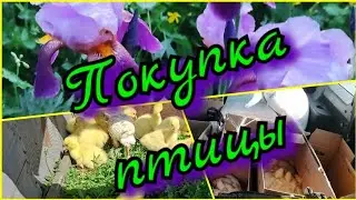 Гуси порода Линда, утка старт-53индюки и бройлеры