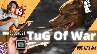 DogTips #6 ODIN vs GOTHAM [ tout savoir sur le Tug Of War ]