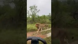Lion king Simba