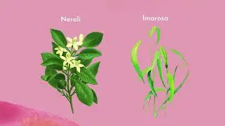 2024 Aromatherapy: 21 Oils Descriptions | Consultant Training Course l HD