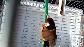 Şunun güzel ötüşünü dinleyen kişi  bir daha dinlemek ister 💥💥💥💥💥💥💥💥💫💫💫💫💫🦜🦜