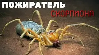 Паукообразный монстер в Чечне. Фаланга или сольпуга (wind scorpion - Скорпион ветра)