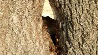 HORNETS NEST ^^