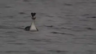 Life on Lakes