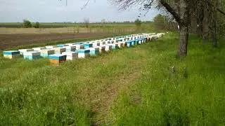Кочевая пасека. Качёвка на рапс.