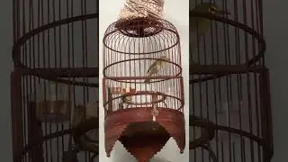 Khuyên Xòe khoe đuôi cực chất