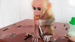 The little monkey climbed down to drink milk and now ate candy