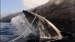 15 foot Great White sharks breaching, 5 encounters