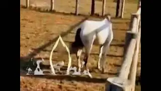 Ninja cock