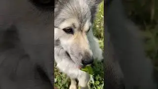 Кушает горох 🤣 #мигпёс #новоеархангельское