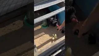 Бешеная КУРИЦА 