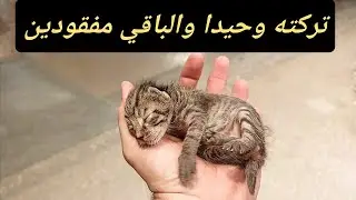 القطط ضاعت والأخير مصممة تتركه