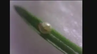 Hummingbird Hawkmoth caterpillar hatching under microscope - Macroglossum stellatarum