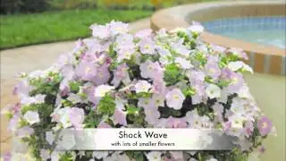 Wave® Petunia - All About Color