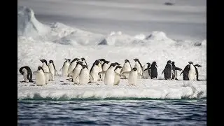 Penguin Antics © Solène Desbois