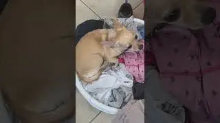 Chihuahua on Landry Basket