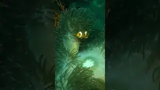 Jejak Petualang | Ikan Nemo di Perairan Indonesia: Keindahan Ikan Badut di Terumbu Karang Nusantara