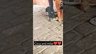 Coco and milar rootwiler dog ❤️❤️#shortfeed #shortsviral #dogs @RitikDogKennel177 @Hunnydoglover