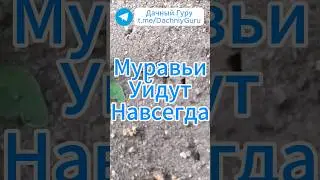 100% средство от муравьёв! #муравьи #дача #грядки #огород #садоводство #сад