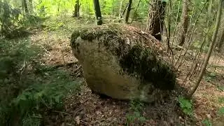 Беларусь 2023 Прогулка по лесу
