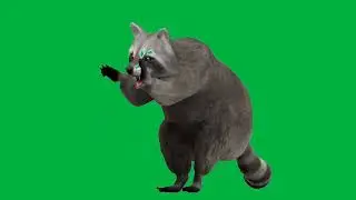Animation Green Screen || Animated Raccoon || Chroma Key || No Copyright
