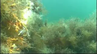 Голубая бездна/ рыбки в море
