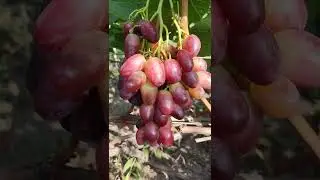 Jaguar Grapes