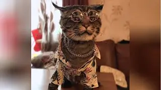 YOU will LAUGH for DAYS after WATCHING this HILARIOUS ANIMALS