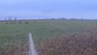 ROE DEER HUNT!!! CAME TO THE HERD!!! ROE DEER BASTURMA!!!!