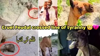 The cruel Feudal has crossed the line of tyranny by cutting the leg of innocent camel 🥺💔