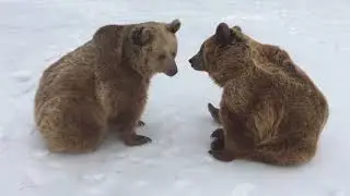 These two girls...just love to wrestle and play together.